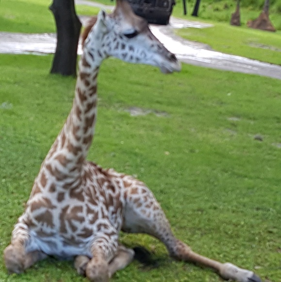 Meet your Posher, Cecellia - Picture 1 of 1